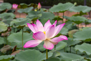 Fototapeta premium Beautiful pink Waterlily or Lotus Flower.Also including name Indian Lotus,Sacred Lotus,Bean of India or simply Lotus.