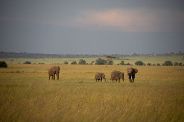 Fototapeta na wymiar Group of Elephants on Savannah in Kenya, Africa