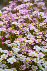 Floral background of white pink flowers of saxifrage in spring garden