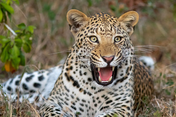 Yeah Leopard 