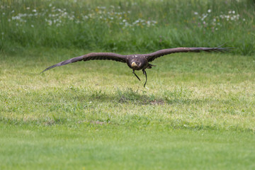Haliaeetus albicilla - A falconed sea eagle flies low above the ground. Beneath it is green grass.