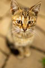 Lovely grey tabby kitten sitting on a stone floor.