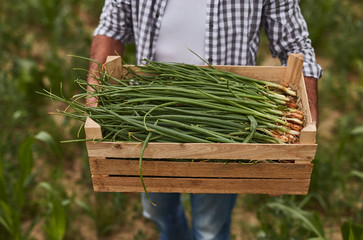 Crop farmer with box of scallions