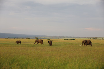 Group of Elephants on Savannah in Kenya, Africa