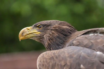 Haliaeetus albicilla - Sea Eagle - head portrait. The eye and the curved beak are visible. In the background is a green forest.
