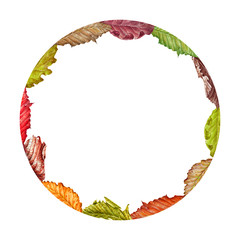 Watercolor colorful frame with autumn various leaves. White background.