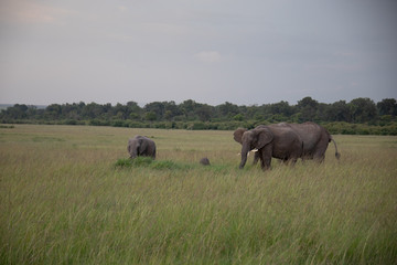 Fototapeta premium Group of Elephants on Savannah in Kenya, Africa