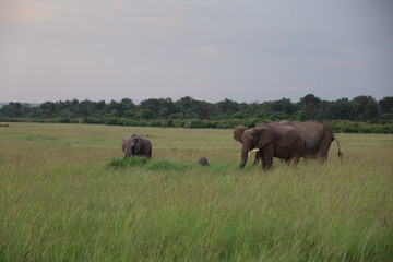 Fototapeta premium Group of Elephants on Savannah in Kenya, Africa