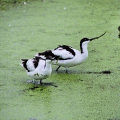A view of an Avocet