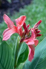 Close up red Canna  indica  flower or Edible canna flower in a garden. (family: cannaceae, class: liliopsida)