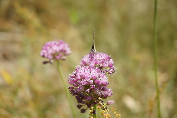 Chives with hidden butterfly