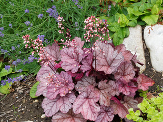 Heuchère pourpre ou Heuchera Micrantha 'Palace purple', plante ornementale aux panicules de fleurs...