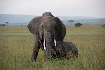 Elephant Mother with Young Calf in Kenya, Africa