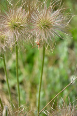 Small spider on a flower on a blurred green background