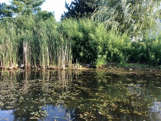 Obraz premium reeds in the water