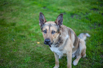 puppy portrait sitting on the lawn