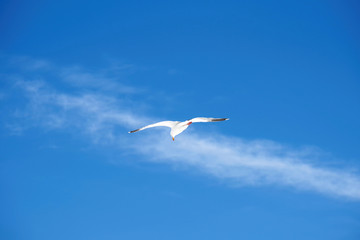 View of a single seagull flying high in the blue sky