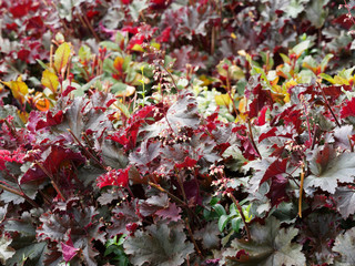 (Heuchera Micrantha diversifolia 'Palace purple'). Touffes d'heuchères pourpre aux panicules de...