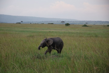 Young Elephant Calf in Kenya, Africa