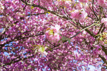 Ciliegi, natura e colori in primavera. Strada sporca in mezzo al bosco e fiori di ciliegio in una piccola foresta vicino Berlino.