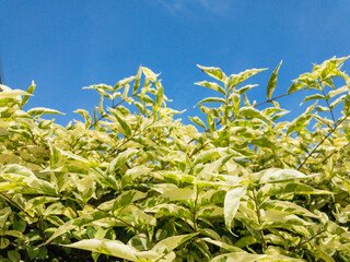 Green-yellow leaves and blue sky