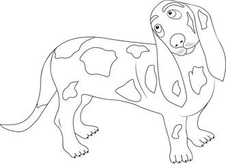 The illustration of isolated British Basset Hound dog silhouette. Outline for the coloring book