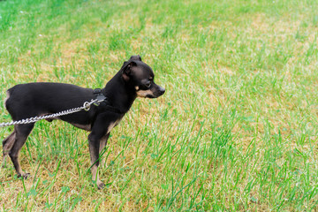 Little tame Toy Terrier. Obedient, handsome, thoroughbred. A trained dog walks outside on green grass and teaches commands. Cute and small tame puppy with a metal leash. Prize winner and champion