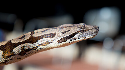 portrait of a madagascar dumerals boa close up.