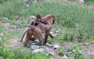 Gelada Baboon carrying baby on back