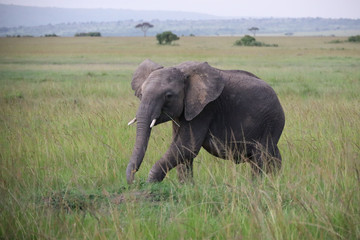 Naklejka na ściany i meble Young Elephant in Kenya, Africa