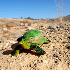 turtle on the rock