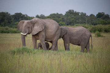 Naklejka na ściany i meble Elephants with Young Calf in Kenya, Africa