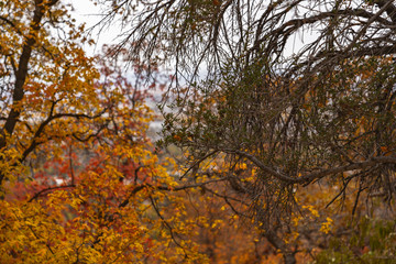 Utah mountain trail 9