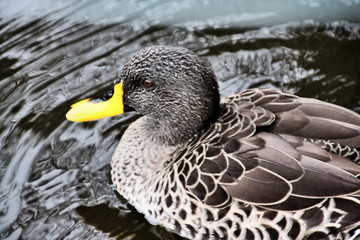 A view of a Yellow Billed Duck