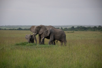 Fototapeta na wymiar Group of Elephants in Kenya, Africa
