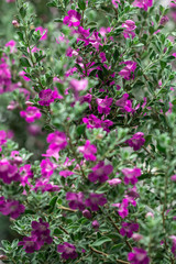 Beautiful Ash plant or Purple sage flower background.	