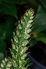 African Milk Tree. (Euphorbia trigona) Also known as cathedral cactus,Abyssinian euphorbia,high chaparall.