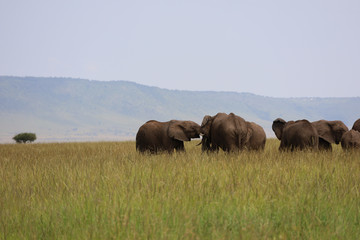 Naklejka na ściany i meble Group of Elephants in Kenya, Africa
