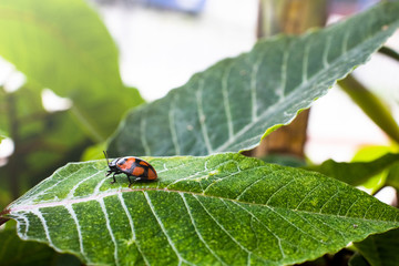 insecto escarabajo mariquita catarina hoja verde bonita 