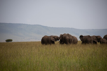 Obraz na płótnie Canvas Group of Elephants in Kenya, Africa