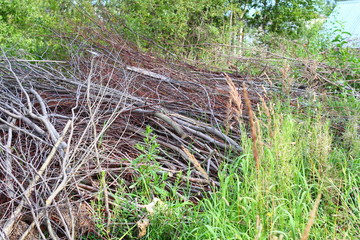 A pile of brushwood on green grass