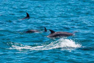 Fototapeta premium Pod of Dolphins in Bay of Islands, New Zealand