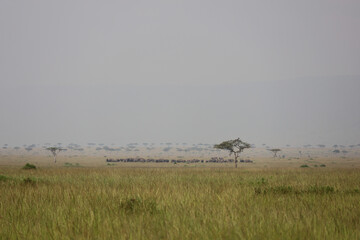Large Herd of Elephants in Kenya, Africa