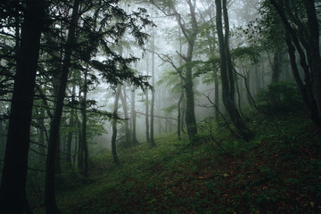 Fototapeta premium dark forest panorama fantasy misty landscape.