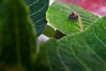 insecto escarabajo mariquita catarina hoja verde bonita 