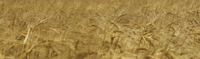 Barley field. Agriculture and farming. First summer harvest