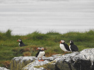 Puffins along Icelands western coast