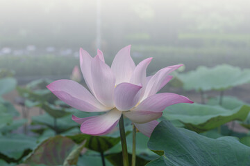 Beautiful pink Waterlily or Lotus Flower.Also  including name Indian Lotus,Sacred Lotus,Bean of...