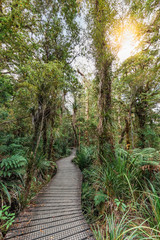 Waipoua forest with Kauri Trees and boardwalk