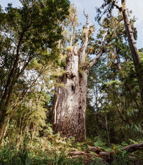 Te Matua Ngahere, the giant Kauri Tree in rainforest